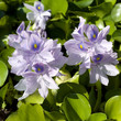 Wasserhyazinthe, Eichhornia crassipes
