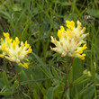 Wundklee, Anthyllis vulneraria