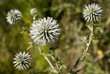 Cuatro Flores
