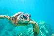 Photo en ligne au meilleur prix happy turtle