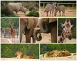 Safari Safari