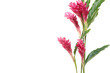 Beautiful exotic red flower border
