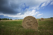Harvested rolls of straw.