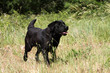 Labrador Retriever noir heureux courant en liberté