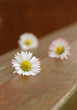 Gänseblümchen hoch