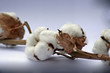 Coton