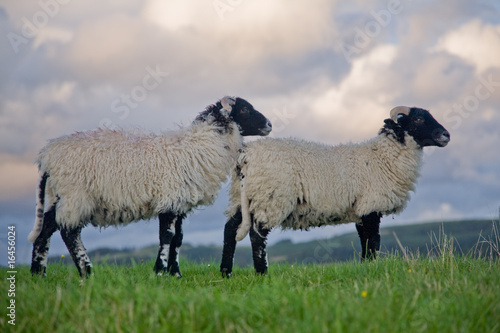 Photo: sheep sheep
