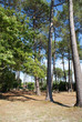 bois de pins