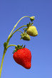 erdbeere,makro