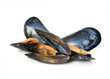 three mussels three mussels