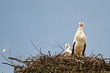 Storch im Nest Storch im Nest