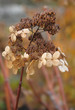 Hydrangea in autumn