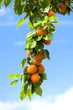 Apricots growing on an apricot tree.