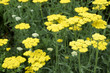 Achillea