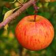 belle à croquer cette pomme biologique