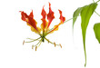 Flame Lily flower isolated over white background