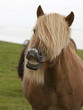 Islandpony