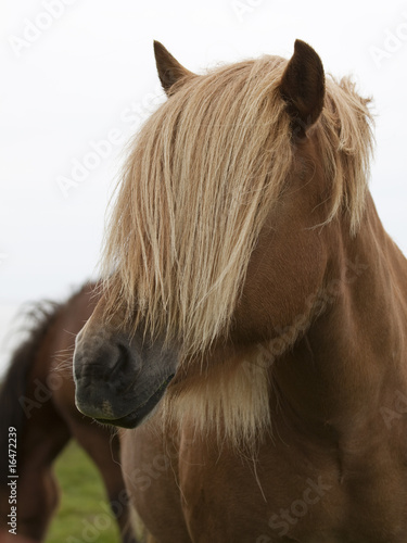 Islandpony Islandpony