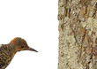 Flicker with Tree Trunk