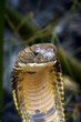 King Cobra
