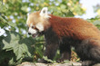 Bedrohte Tierart Roter Panda