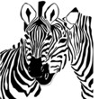 Black And White Zebra Portrait