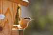 Sitelle torchepot (sitta europaea) Sitelle torchepot (sitta europaea)