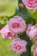branch of a rose on a column