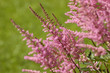 Pink astilbe