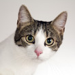 hauskatze