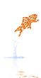 Photo: goldfishes escaping together goldfishes escaping together