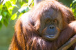 Orangutan