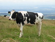 Freiburgerkuh