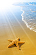 Sea Star or Starfish on a beautiful beach