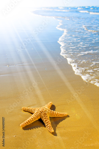 Photo: Sea Star or Starfish on a beautiful beach Sea Star or Starfish on a beautiful beach
