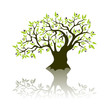 Olive tree