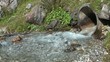 Torrente di montagna