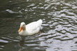 Weisse Ente