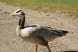 Gans