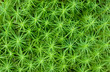 Photo: Green moss in close up, natural texture Green moss in close up, natural texture