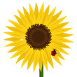 Vector: Sunflower with ladybird and dew Sunflower with ladybird and dew