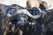Buffalo Buffalo