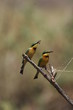 Little Bee Eaters