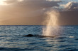 whale spout