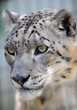 endangered beautiful snow leopard close up endangered beautiful snow leopard close up