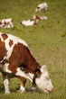 Vache montbéliarde et sa clarine dans le jura.