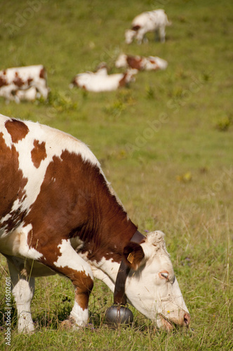 Vache montbéliarde et sa clarine dans le jura.