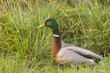 Canard Colvert Canard Colvert
