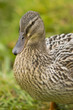 Canard colvert (Anas platyrhynchos - Mallard) Canard colvert (Anas platyrhynchos - Mallard)