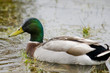 Canard colvert (Anas platyrhynchos - Mallard) Canard colvert (Anas platyrhynchos - Mallard)